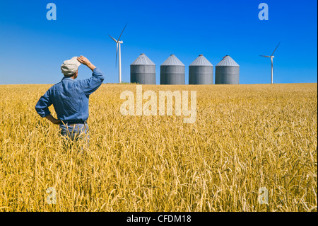 Ein Mann blickt auf eine ausgereifte Feder Weizenfeld mit Getreide bins(silos) und Windturbinen in der Nähe von St. Leon, Manitoba, Kanada Stockfoto