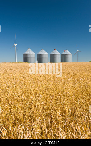 Ein Feld von reifen Weizen mit Korn bins(silos) im Hintergrund, in der Nähe von Somerset, Manitoba, Kanada Stockfoto