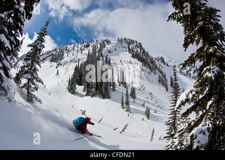 Ein männlicher Skifahrer verdient seine Kurven und Skier Frischpulver während Skitouren in Sol Mountain Lodge, Monashee, British Columbia, Kanada Stockfoto