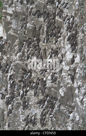 Common Murre (Uria Aalge) thront auf einem Felsen vor Neufundland, Kanada. Stockfoto