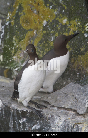 Common Murre (Uria Aalge) thront auf einem Felsen vor Neufundland, Kanada. Stockfoto