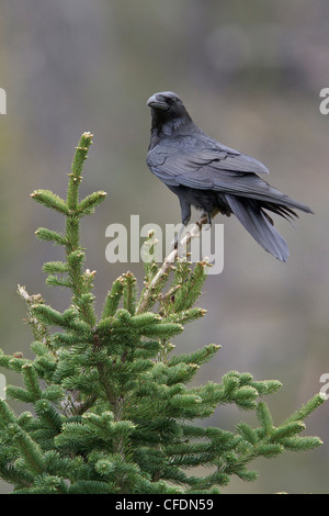 Kolkrabe (Corvus Corax) thront auf einem Ast in der Okanagan Valley, British Columbia, Kanada. Stockfoto