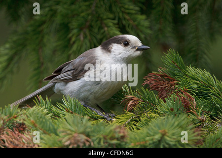 Grau-Jay (Perisoreus Canadensis) thront auf einem Ast in der Okanagan Valley, British Columbia, Kanada. Stockfoto