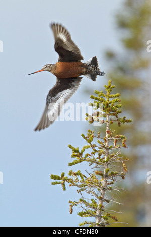 Hudsonian Uferschnepfe (Limosa Haemastica) fliegen in Churchill, Manitoba, Kanada. Stockfoto