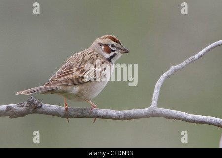 Lerche Spatz (Chondestes Grammacus) thront auf einem Ast in der Okanagan Valley, British Columbia, Kanada. Stockfoto