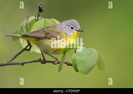 Nashville Warbler (Vermivora Ruficapilla) thront auf einem Ast in der Okanagan Valley, British Columbia, Kanada. Stockfoto