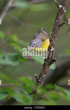 Nashville Warbler (Vermivora Ruficapilla) thront auf einem Ast in der Okanagan Valley, BC, Kanada. Stockfoto