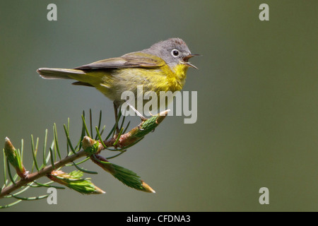 Nashville Warbler (Vermivora Ruficapilla) thront auf einem Ast in der Okanagan Valley, BC, Kanada. Stockfoto