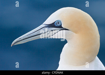 Basstölpel (Morus Bassanus) thront auf einem Felsen vor Neufundland, Kanada. Stockfoto