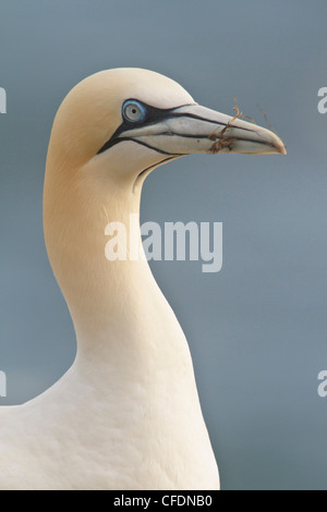 Basstölpel (Morus Bassanus) thront auf einem Felsen vor Neufundland, Kanada. Stockfoto