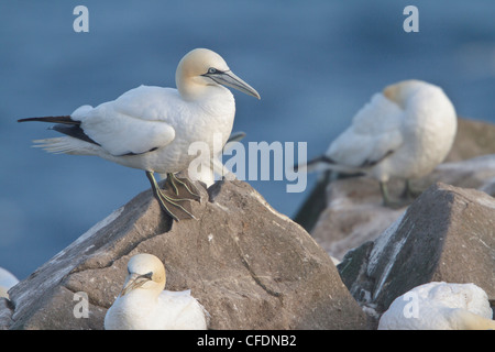 Basstölpel (Morus Bassanus) thront auf einem Felsen vor Neufundland, Kanada. Stockfoto