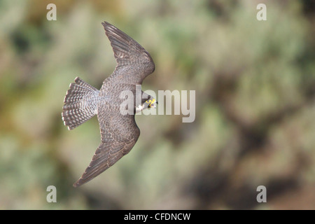 Wanderfalke (Falco Peregrinus) thront im Innern von British Columbia, Kanada. Stockfoto