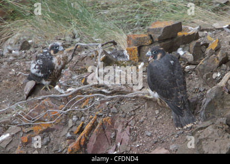 Wanderfalke (Falco Peregrinus) thront im Innern von British Columbia, Kanada. Stockfoto