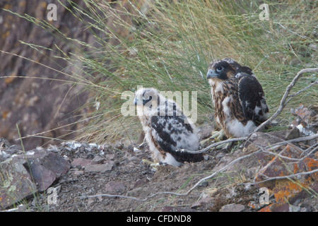 Wanderfalke (Falco Peregrinus) thront im Innern von British Columbia, Kanada. Stockfoto