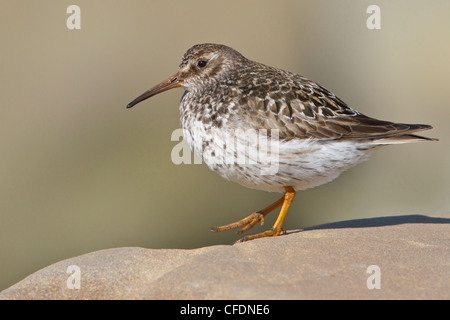 Meerstrandläufer (Calidris Maritima) thront auf einem Felsen in Churchill, Manitoba, Kanada. Stockfoto