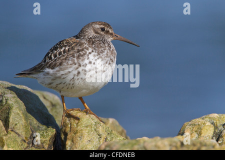 Meerstrandläufer (Calidris Maritima) thront auf einem Felsen in Churchill, Manitoba, Kanada. Stockfoto