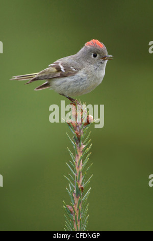 Rubin-gekrönter Goldhähnchen (Regulus Calendula) thront auf einem Ast in der Okanagan Valley, British Columbia, Kanada. Stockfoto