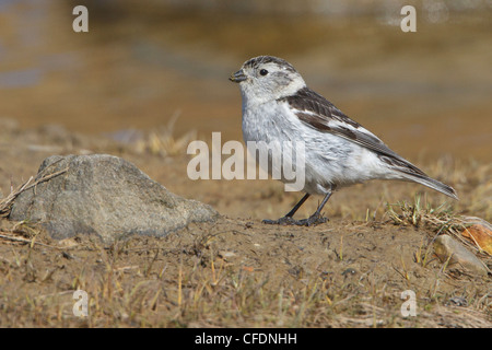 Snow Bunting (Plectrophenax Nivalis) thront auf einem Felsen in Churchill, Manitoba, Kanada. Stockfoto