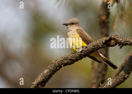 Western Kingbird (Tyrannus Verticalis) thront auf einem Ast in der Okanagan Valley, British Columbia, Kanada. Stockfoto