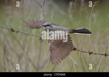 Western Kingbird (Tyrannus Verticalis) thront auf einem Draht in das Okanagan Valley, British Columbia, Kanada. Stockfoto