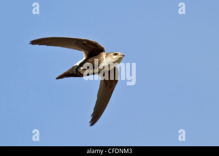 Weiße-throated Swift (Aeronautes Saxatalis) fliegen in das Okanagan Valley, British Columbia, Kanada. Stockfoto