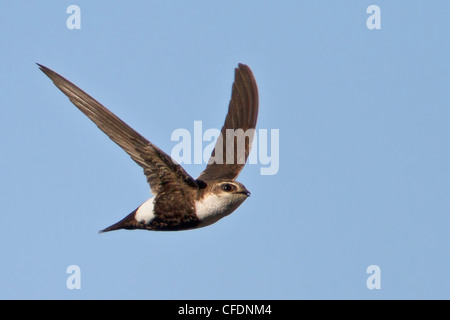 Weiße-throated Swift (Aeronautes Saxatalis) fliegen in das Okanagan Valley, British Columbia, Kanada. Stockfoto