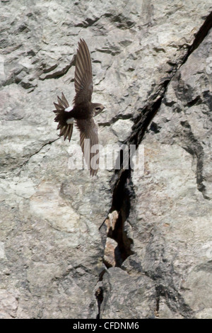 Weiße-throated Swift (Aeronautes Saxatalis) fliegen in das Okanagan Valley, British Columbia, Kanada. Stockfoto