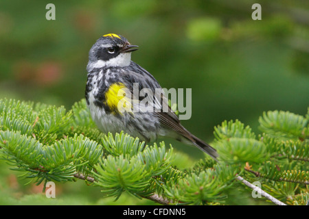 Gelb-Psephotus Warbler (Dendroica Coronata) thront auf einem Ast in Neufundland, Kanada. Stockfoto