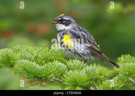 Gelb-Psephotus Warbler (Dendroica Coronata) thront auf einem Ast in Neufundland, Kanada. Stockfoto