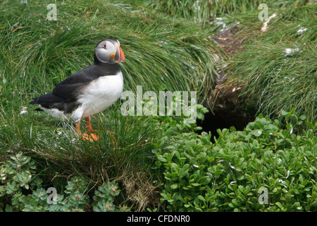 Papageitaucher (Fratercula Arctica) thront auf einem Felsen in der Nähe seiner Nest Burrow vor Neufundland, Kanada. Stockfoto