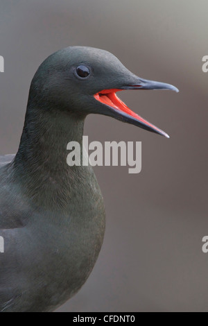 Black Guillemot (Cepphus Grylle) thront auf einem Felsen vor Neufundland, Kanada. Stockfoto