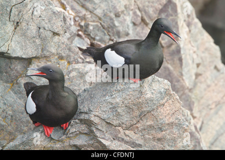 Black Guillemot (Cepphus Grylle) thront auf einem Felsen vor Neufundland, Kanada. Stockfoto