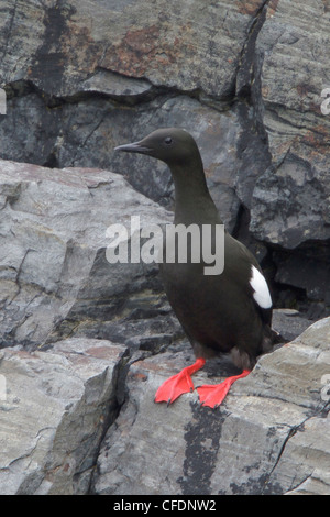 Black Guillemot (Cepphus Grylle) thront auf einem Felsen vor Neufundland, Kanada. Stockfoto