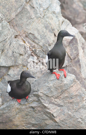 Black Guillemot (Cepphus Grylle) thront auf einem Felsen vor Neufundland, Kanada. Stockfoto