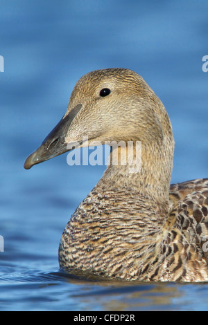 Gemeinsamen Eiderenten (Somateria Mollissima) schwimmen an einem Fluss in Churchill, Manitoba, Kanada. Stockfoto