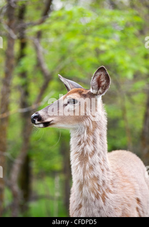 Weiß - angebundene Rotwild, Assiniboine Park, Winnipeg, Manitoba, Kanada. Stockfoto
