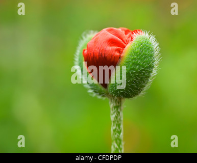 Orientalische Mohn Blütenknospe, Manitoba, Kanada. Stockfoto