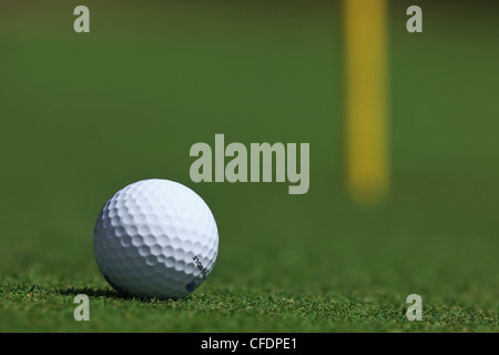 Golfball auf Putting-Green, Manitoba, Kanada. Stockfoto