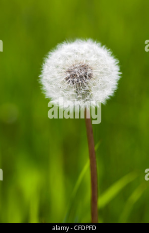 Löwenzahn-Samen-Leiter Stockfoto