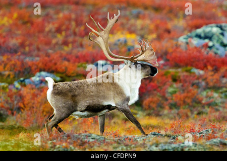 Barrenground Caribous Bull (Rangifer Tarandus), Barrenlands, zentrale Nordwest-Territorien, arktischen Kanada Stockfoto