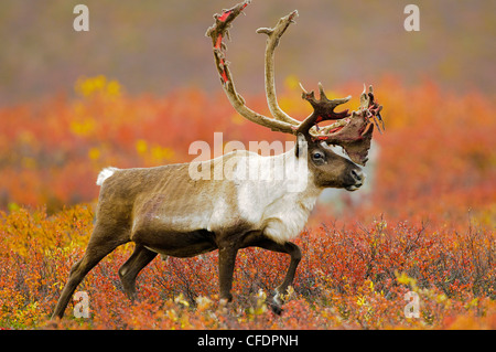 Barrenground Caribous Bull (Rangifer Tarandus), Barrenlands, zentrale Nordwest-Territorien, arktischen Kanada Stockfoto