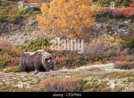 Moschusochsen Ovibos Moschatus im Dovrefjell-Sunndalsfjella-Nationalpark, Norwegen Stockfoto