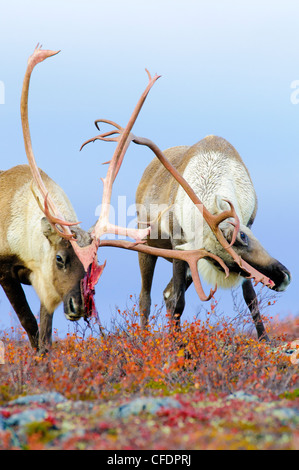 Barrenground Caribous Bullen Rangifer tarandus Stockfoto