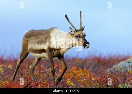 Barrenground Caribous Kuh Rangifer Tarandus Herbst Stockfoto