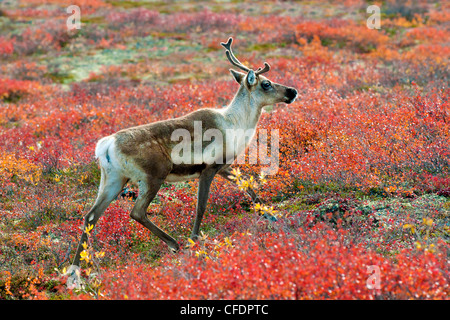 Barrenground Caribous Kuh Rangifer Tarandus Herbst Stockfoto