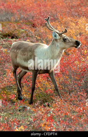 Barrenground Caribous Kuh Rangifer Tarandus Herbst Stockfoto