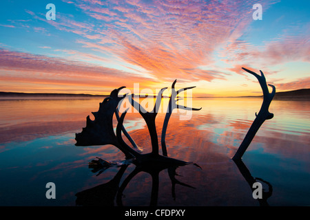 Caribou Geweih (Rangifer Tarandus) und Herbst Sonnenaufgang, Barrenlands, zentrale Nordwest-Territorien, arktischen Kanada Stockfoto