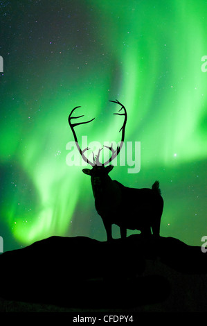 Caribou Stier Rangifer Tarandus Silhouette Stockfoto