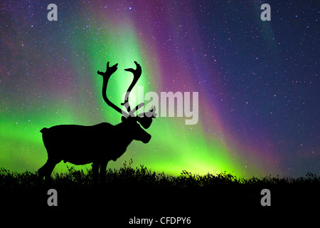 Caribou Stier Rangifer Tarandus Silhouette Stockfoto