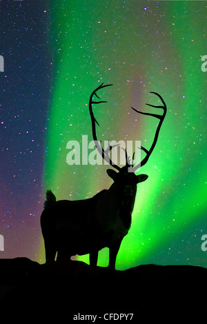 Caribou Stier Rangifer Tarandus Silhouette Stockfoto